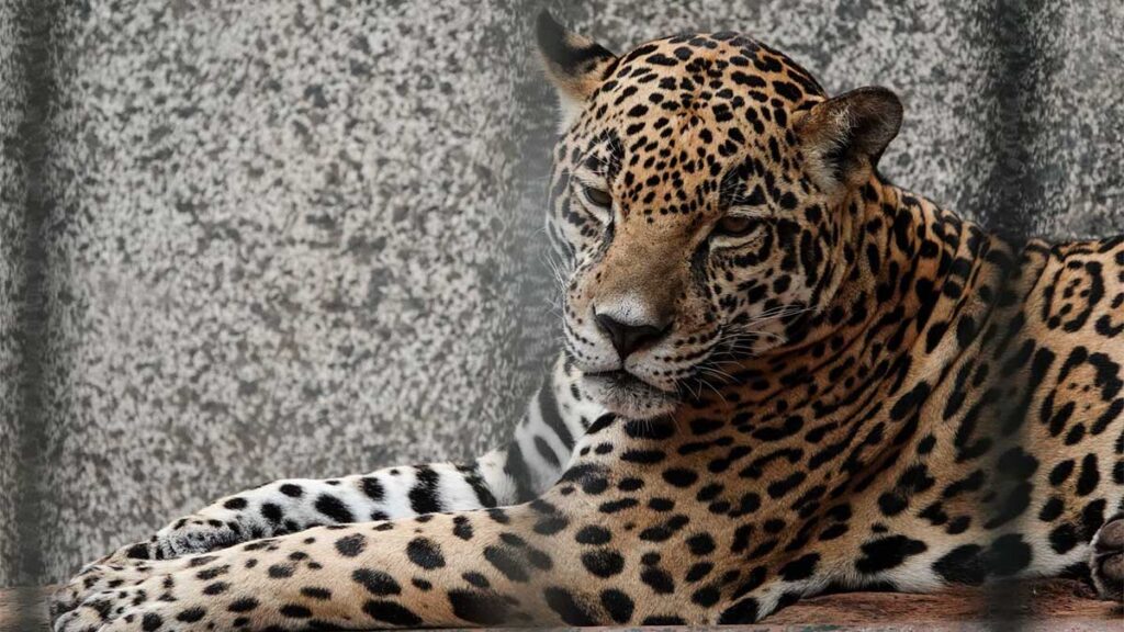 Un jaguar murió en La Reina de Tizimín.