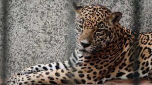 Piden intervención de la Profepa en el zoológico La Reina de Tizimín por presunto maltrato animal