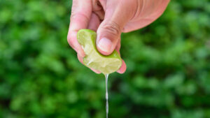 El limón, ¡un negocio muy jugoso!…para los intermediarios