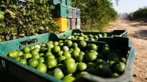 Limoneros tienen miedo y exigen soluciones tras visita de García Harfuch