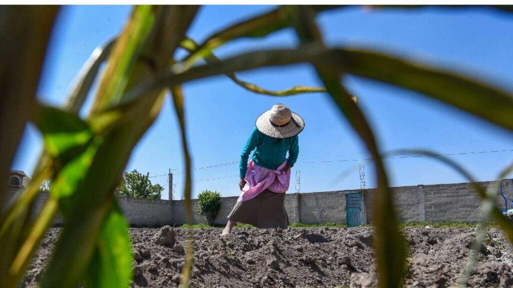 SADER ajusta el Programa de Precios de Garantía 2025; apoya a pequeños productores, pero genera incertidumbre en el campo.