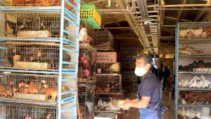 A finales de año, mercado de Sonora dejará de vender animales