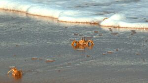 Millones de cangrejos rojos inician migración al mar en Isla de la Navidad