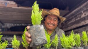 De Temoaya a todo México: Noé regala árboles contra el cambio climático