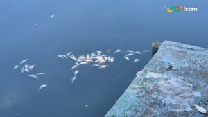 Nuevamente aparecen miles de peces muertos en la Laguna de las Ilusiones