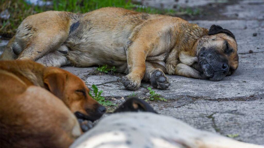 Causa indignación caso de maltrato animal.