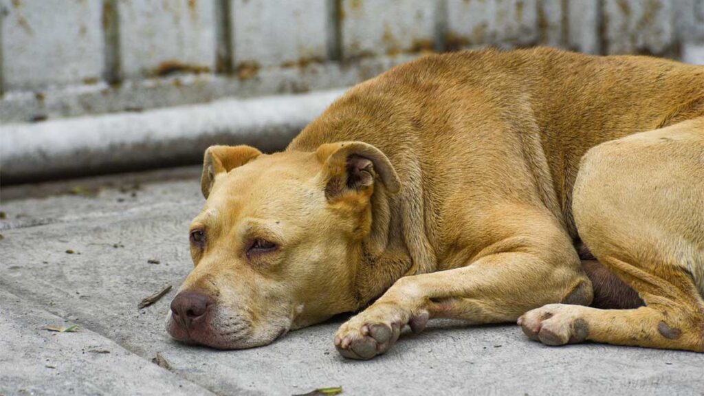 Perro whiskey nuevo león