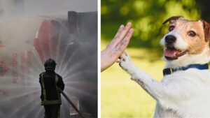 Adoptan a Cereza y Cerecito, perros sobrevivientes de la explosión en Iztapalapa