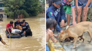 Héroes sin capa: así rescataron a las mascotas atrapadas por las inundaciones