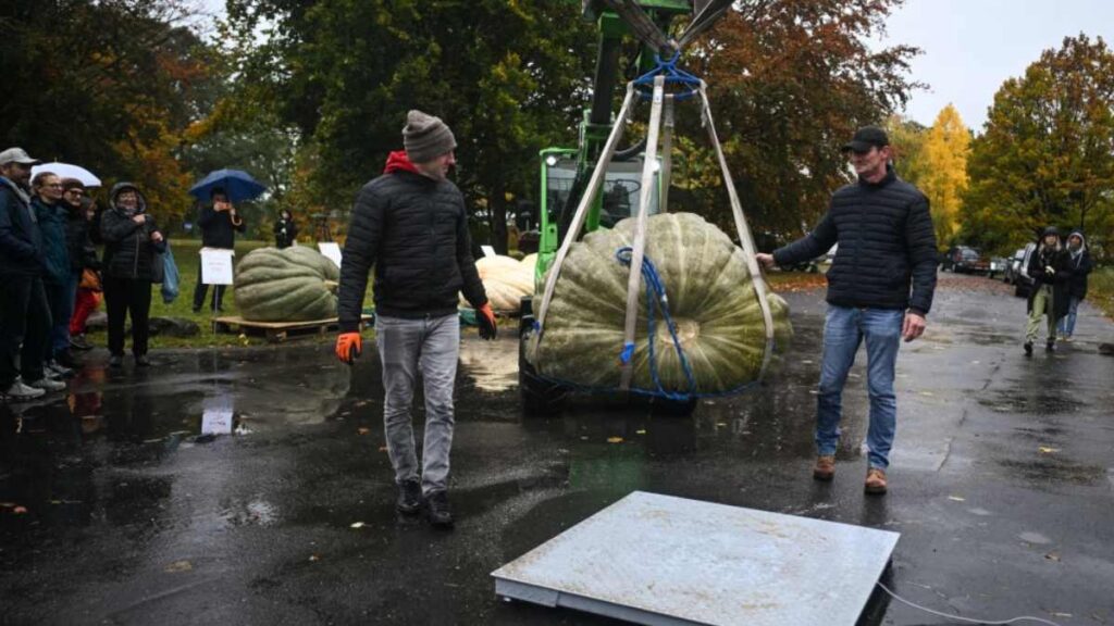 Calabaza gigante. Fuente: AFP