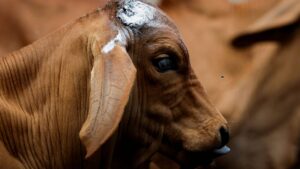 Sin fecha para reabrir exportación de ganado por plaga del gusano barrenador: Sader