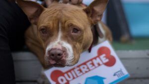 Tiktoker salva a perritos de inundaciones en Poza Rica y le “llueven” corazones