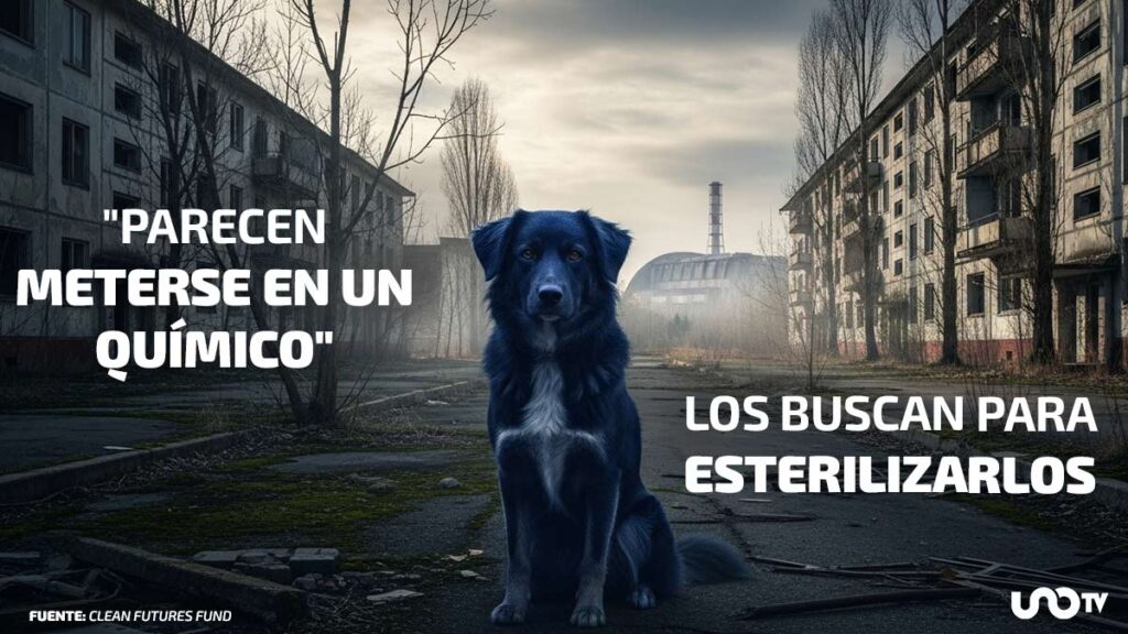 ¿Cuál es la explicación de los perros azules de Chernóbil?