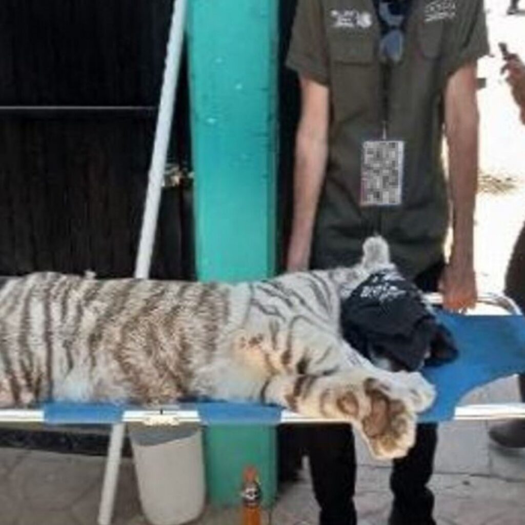 Tigre rescato por la interpol