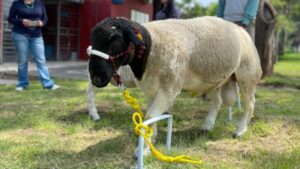¡Histórico! La UAM logra la primera clonación de un borrego en México