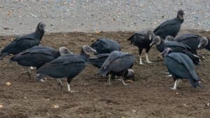 VIDEO: Tras las fuertes inundaciones, zopilotes llenan el cielo de Poza Rica